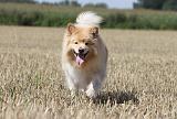 CHIEN FINNOIS DE LAPONIE 703
